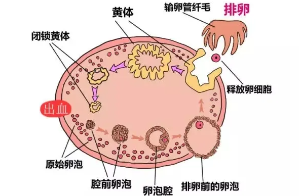 九江试管助孕中心：移植第3天胚胎着床的症状，应提前了解的症状